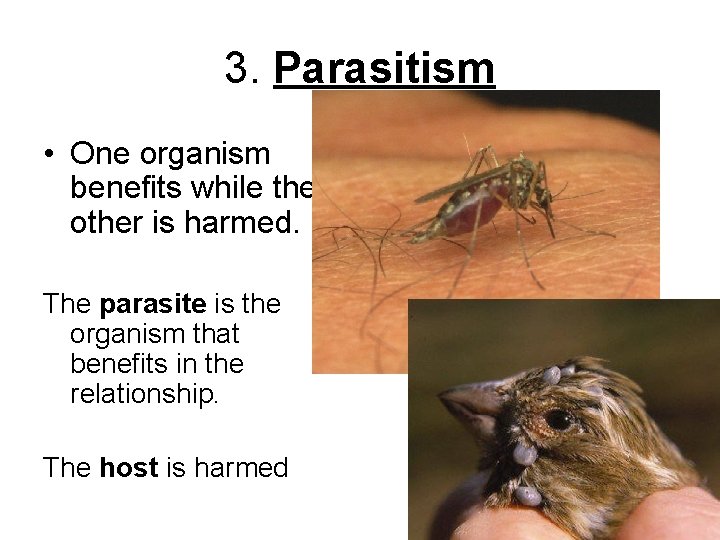 3. Parasitism • One organism benefits while the other is harmed. The parasite is