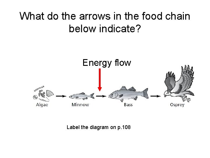What do the arrows in the food chain below indicate? Energy flow Label the