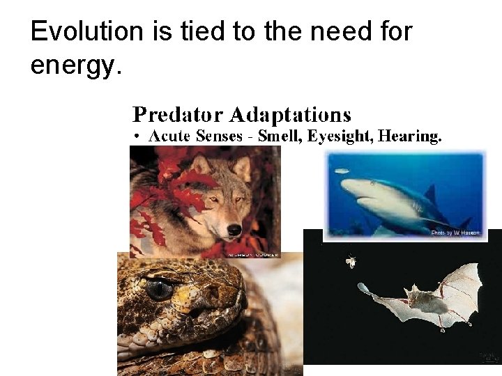 Evolution is tied to the need for energy. 