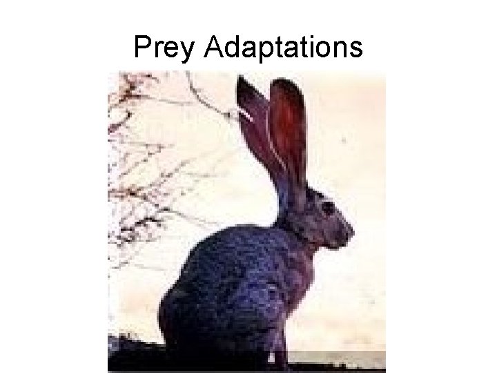 Prey Adaptations 