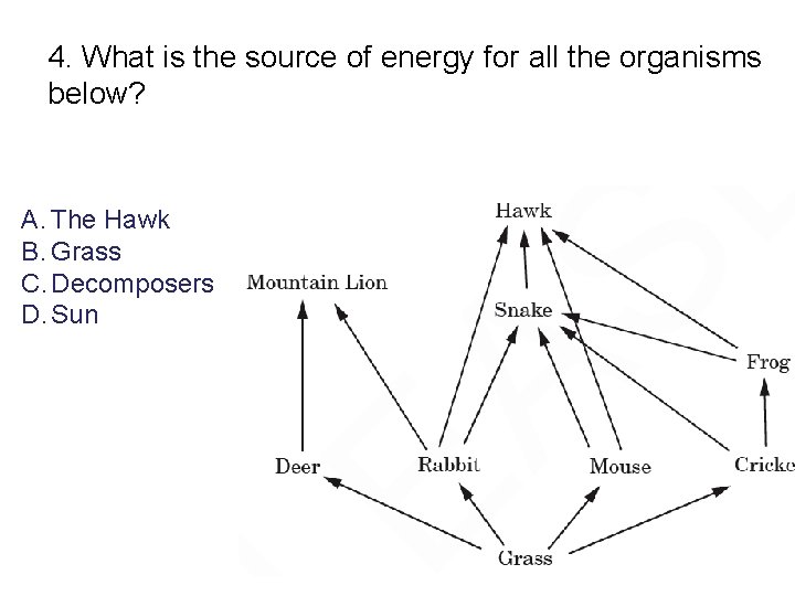 4. What is the source of energy for all the organisms below? A. The