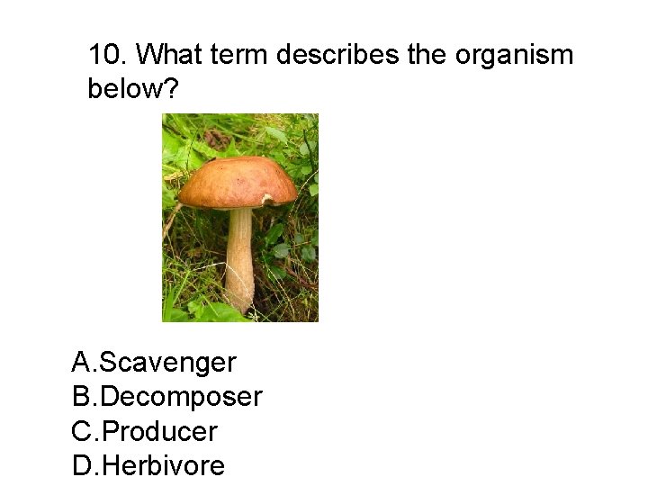 10. What term describes the organism below? A. Scavenger B. Decomposer C. Producer D.