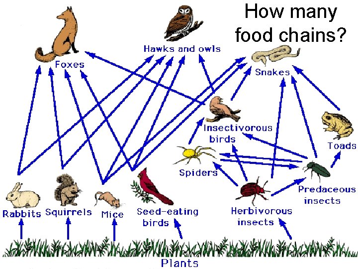 How many food chains? 