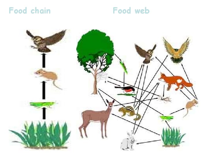 Food chain (just 1 path of energy) Food web (all possible energy paths) 