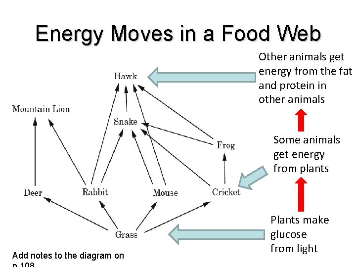 Energy Moves in a Food Web Other animals get energy from the fat and