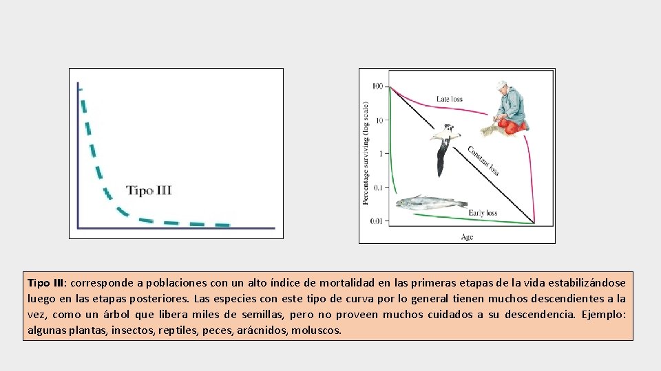 Tipo III: corresponde a poblaciones con un alto índice de mortalidad en las primeras