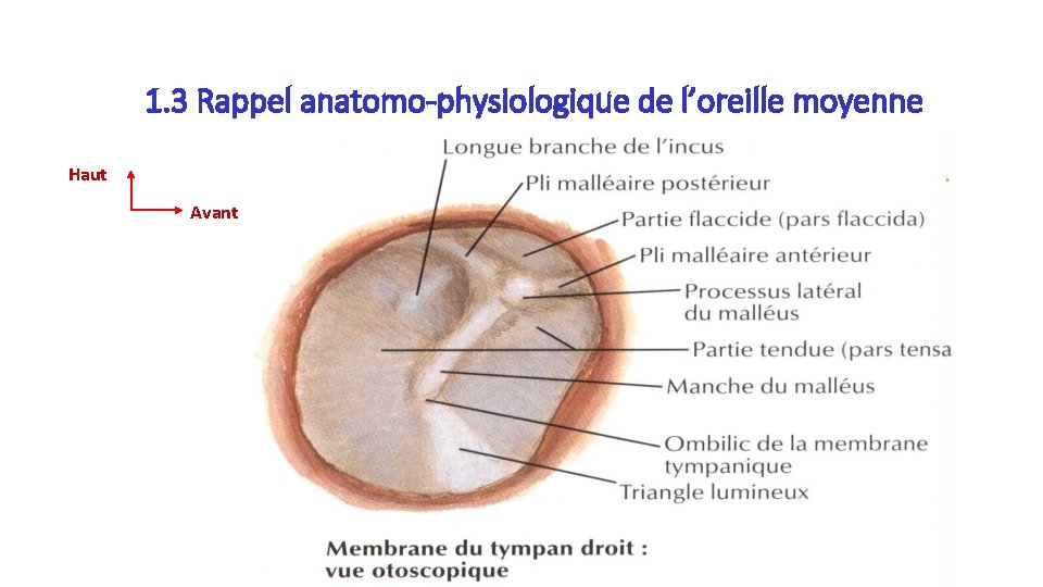 1. 3 Rappel anatomo-physiologique de l’oreille moyenne Haut Avant 