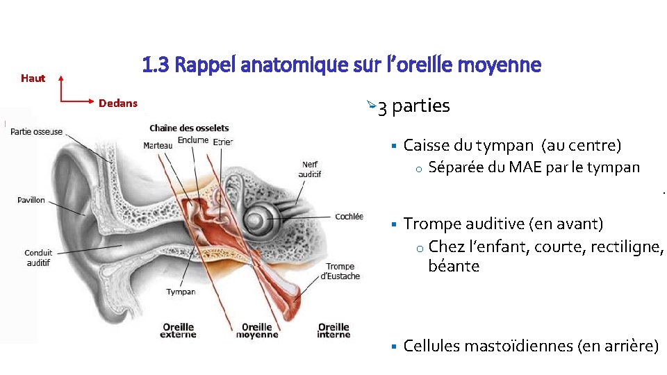 1. 3 Rappel anatomique sur l’oreille moyenne Haut Dedans Ø 3 parties § Caisse