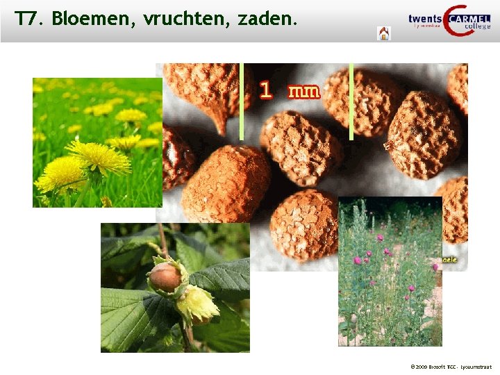 T 7. Bloemen, vruchten, zaden. © 2009 Biosoft TCC - Lyceumstraat 