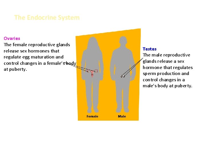 The Endocrine System Ovaries The female reproductive glands release sex hormones that regulate egg