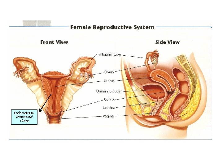 Endometrium Endometrial Lining 