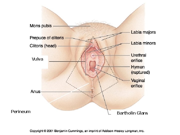 Vulva Perineum Bartholin Glans Vulva Perineum Bartholin Glans