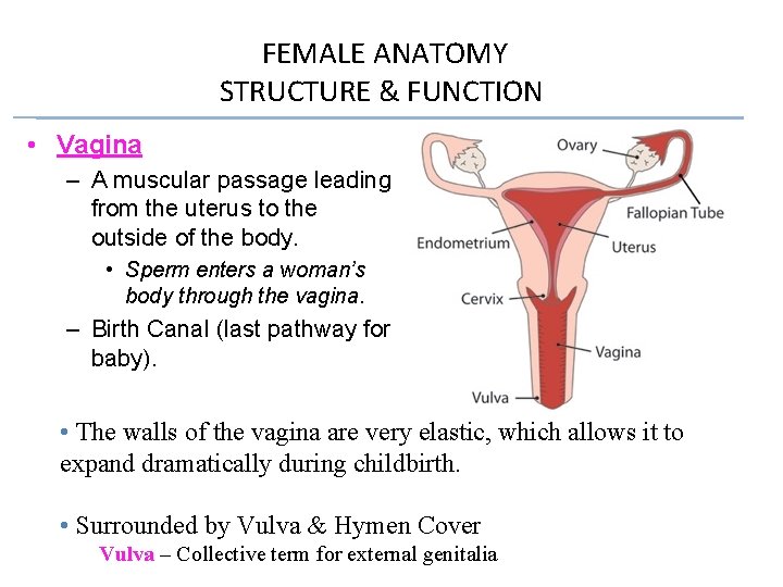 FEMALE ANATOMY STRUCTURE & FUNCTION • Vagina – A muscular passage leading from the