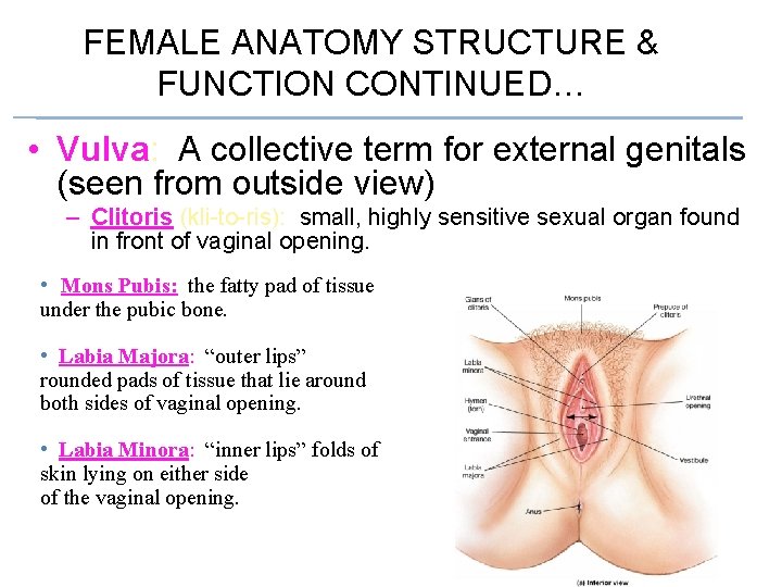 FEMALE ANATOMY STRUCTURE & FUNCTION CONTINUED… • Vulva: A collective term for external genitals