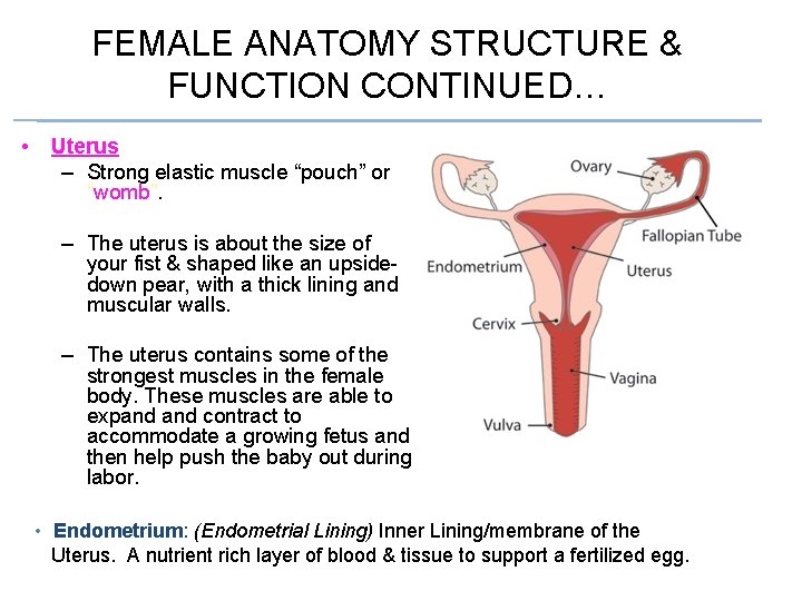 FEMALE ANATOMY STRUCTURE & FUNCTION CONTINUED… • Uterus – Strong elastic muscle “pouch” or FEMALE ANATOMY STRUCTURE & FUNCTION CONTINUED… • Uterus – Strong elastic muscle “pouch” or