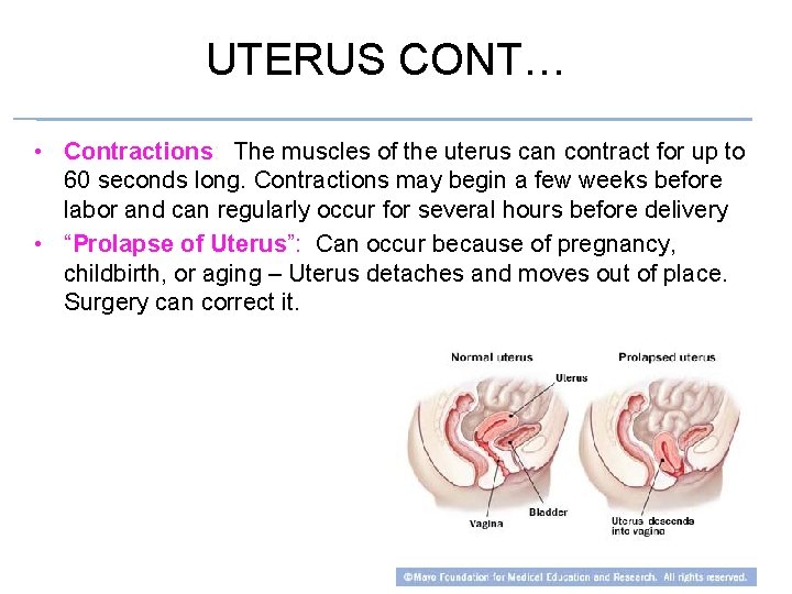 UTERUS CONT… • Contractions: The muscles of the uterus can contract for up to