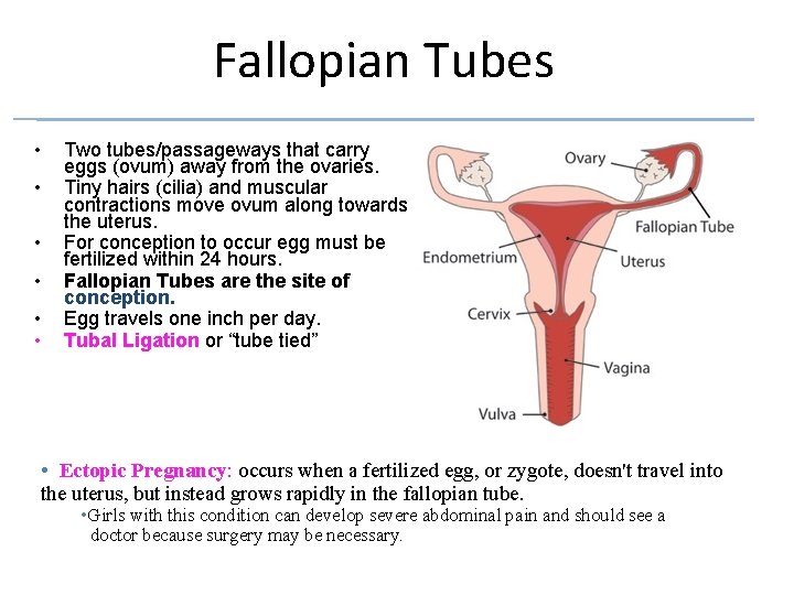 Fallopian Tubes • • • Two tubes/passageways that carry eggs (ovum) away from the