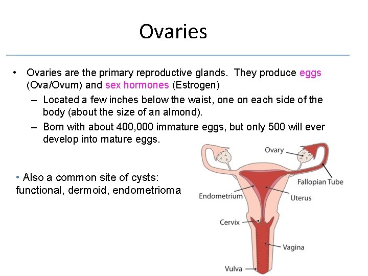 Ovaries • Ovaries are the primary reproductive glands. They produce eggs (Ova/Ovum) and sex