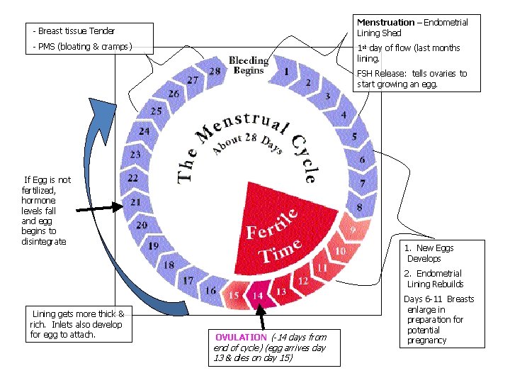 Menstruation – Endometrial Lining Shed - Breast tissue Tender - PMS (bloating & cramps)