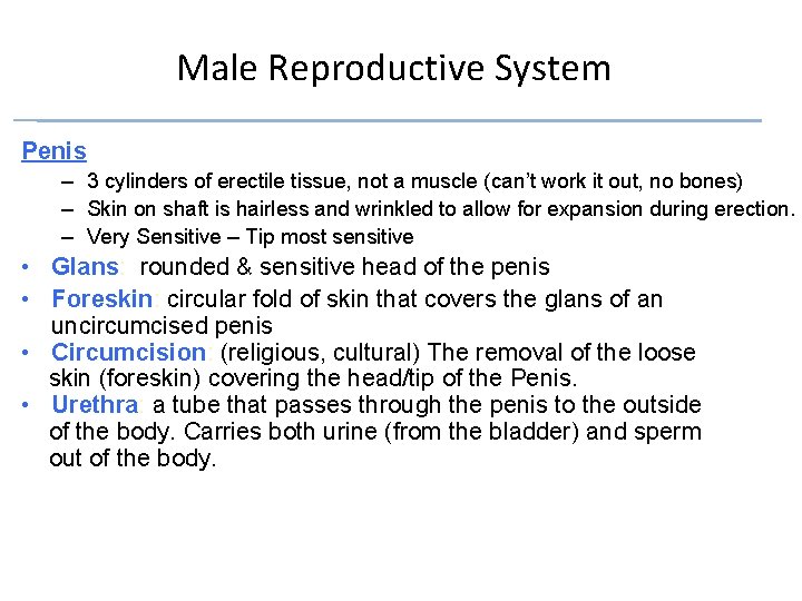 Male Reproductive System Penis – 3 cylinders of erectile tissue, not a muscle (can’t Male Reproductive System Penis – 3 cylinders of erectile tissue, not a muscle (can’t