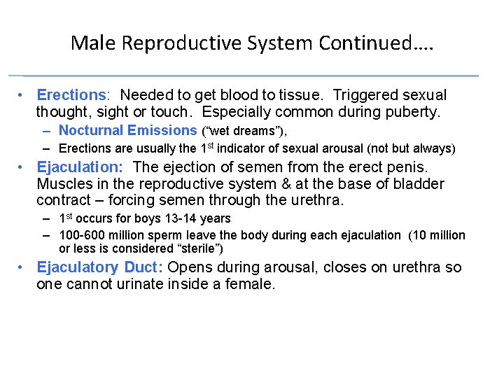 Male Reproductive System Continued…. • Erections: Needed to get blood to tissue. Triggered sexual