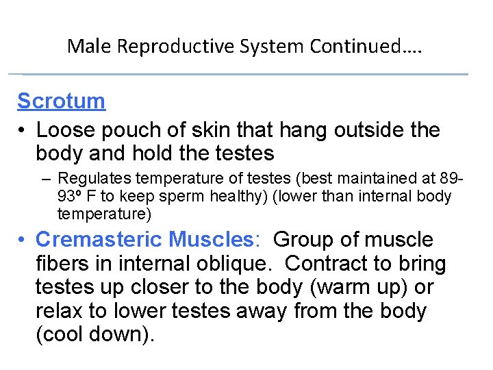 Male Reproductive System Continued…. Scrotum • Loose pouch of skin that hang outside the Male Reproductive System Continued…. Scrotum • Loose pouch of skin that hang outside the