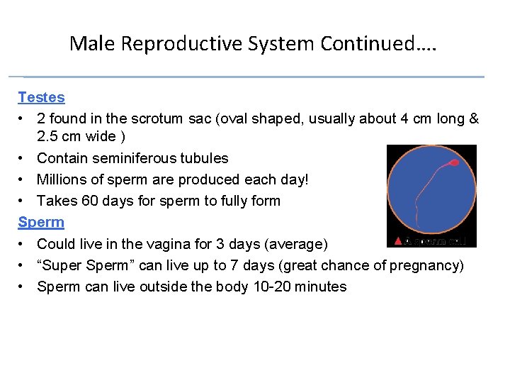 Male Reproductive System Continued…. Testes • 2 found in the scrotum sac (oval shaped,