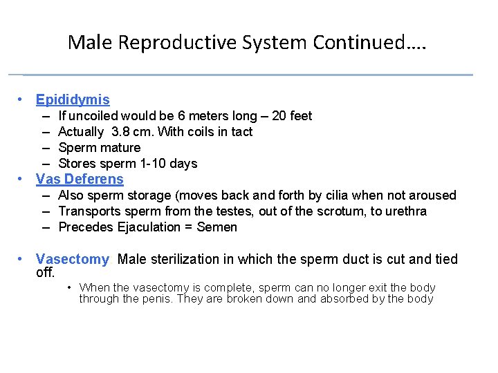 Male Reproductive System Continued…. • Epididymis – If uncoiled would be 6 meters long