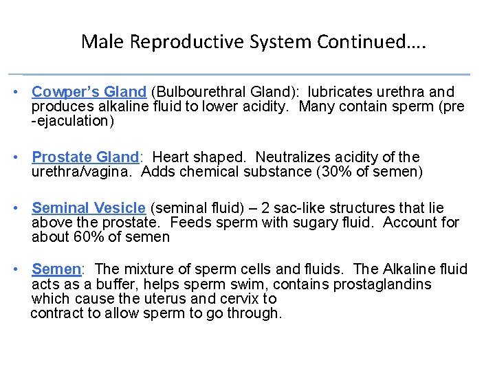 Male Reproductive System Continued…. • Cowper’s Gland (Bulbourethral Gland): lubricates urethra and produces alkaline