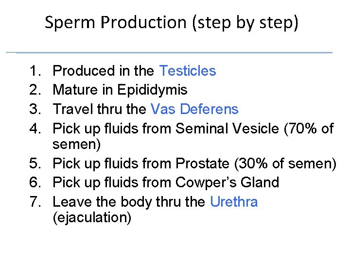 Sperm Production (step by step) 1. 2. 3. 4. Produced in the Testicles Mature Sperm Production (step by step) 1. 2. 3. 4. Produced in the Testicles Mature