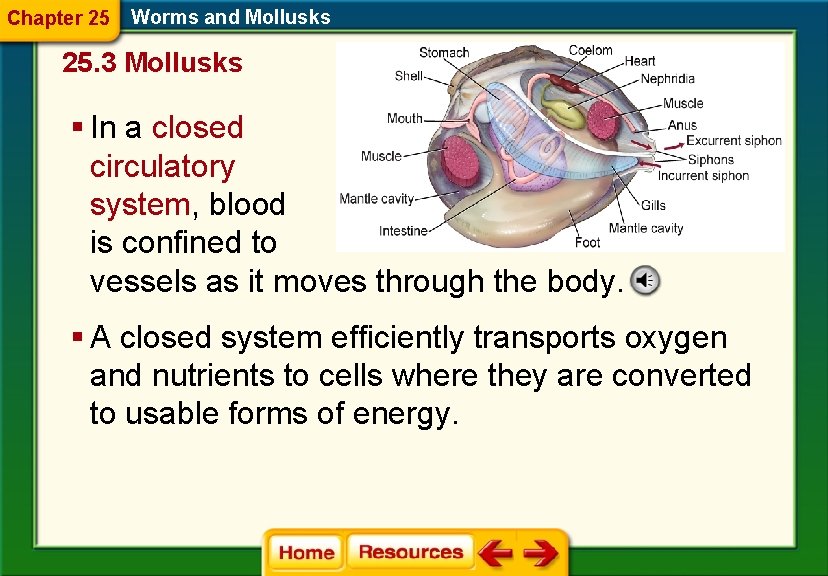 Chapter 25 Worms and Mollusks 25. 3 Mollusks § In a closed circulatory system,