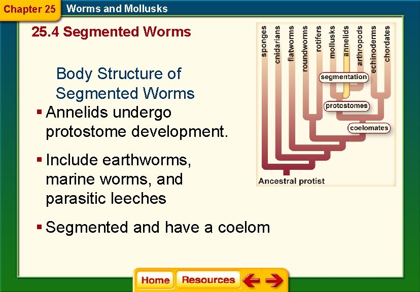 Chapter 25 Worms and Mollusks 25. 4 Segmented Worms Body Structure of Segmented Worms