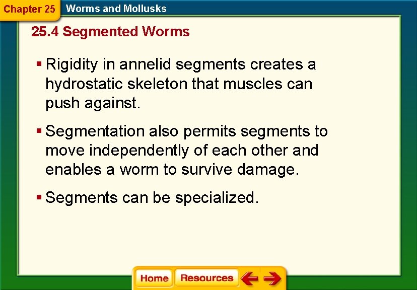 Chapter 25 Worms and Mollusks 25. 4 Segmented Worms § Rigidity in annelid segments