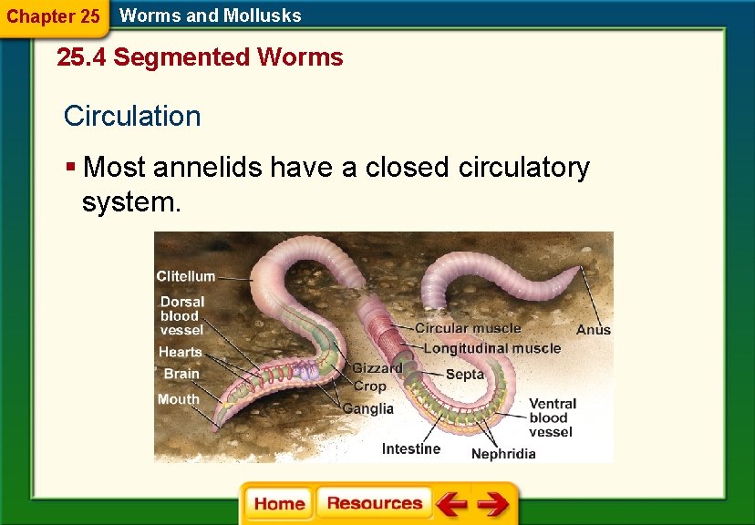 Chapter 25 Worms and Mollusks 25. 4 Segmented Worms Circulation § Most annelids have