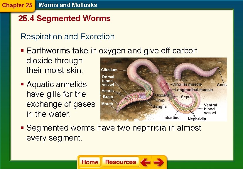 Chapter 25 Worms and Mollusks 25. 4 Segmented Worms Respiration and Excretion § Earthworms
