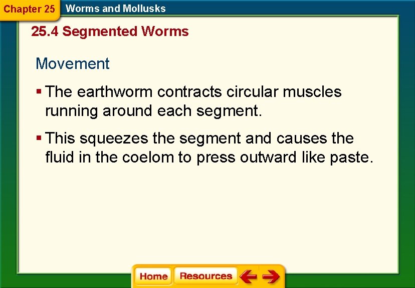 Chapter 25 Worms and Mollusks 25. 4 Segmented Worms Movement § The earthworm contracts