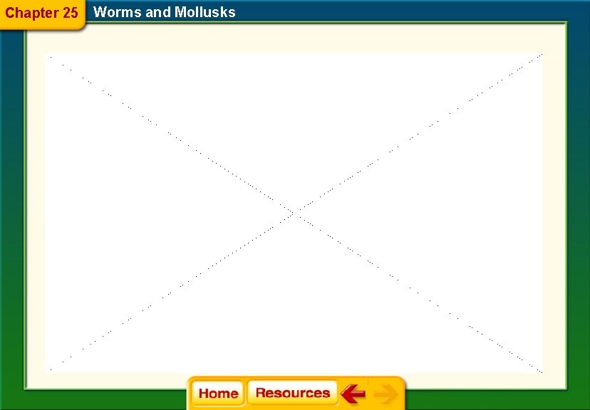 Chapter 25 Worms and Mollusks 