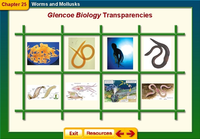 Chapter 25 Worms and Mollusks Glencoe Biology Transparencies 