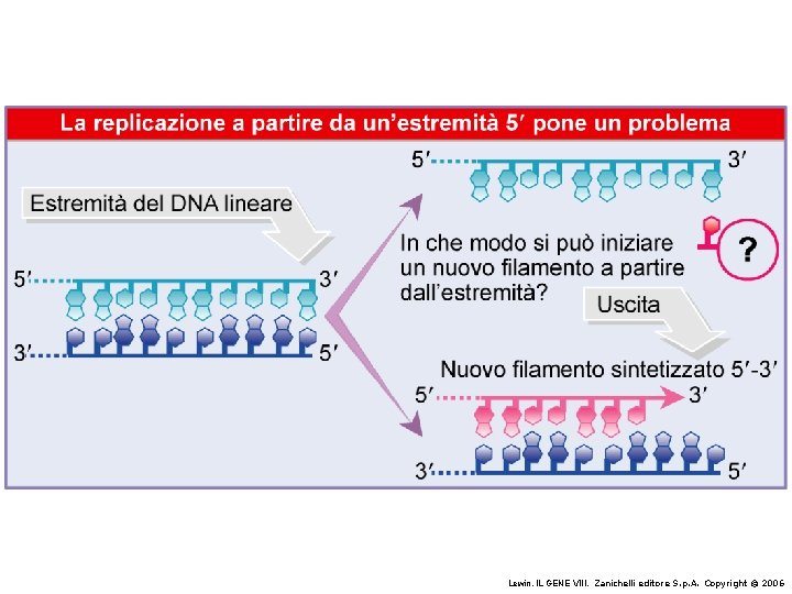 Lewin, IL GENE VIII, Zanichelli editore S. p. A. Copyright © 2006 