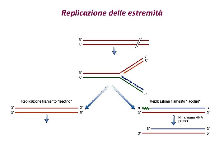 Replicazione delle estremità 