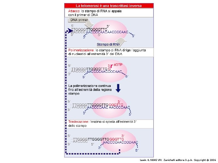 Lewin, IL GENE VIII, Zanichelli editore S. p. A. Copyright © 2006 