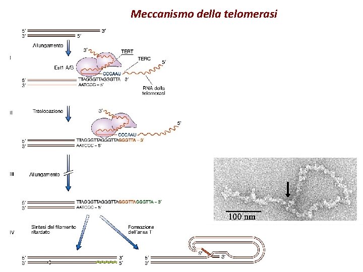 Meccanismo della telomerasi 