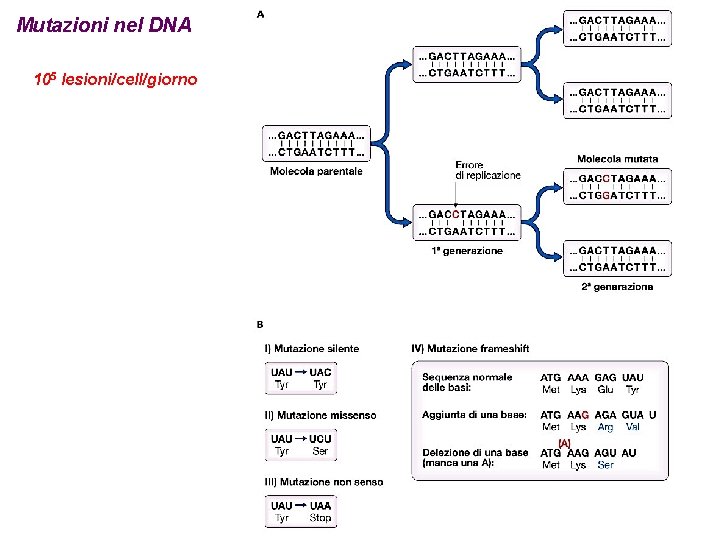 Mutazioni nel DNA 105 lesioni/cell/giorno 