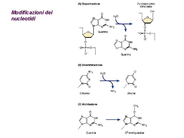 Modificazioni dei nucleotidi 