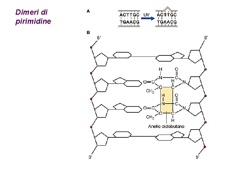 Dimeri di pirimidine 