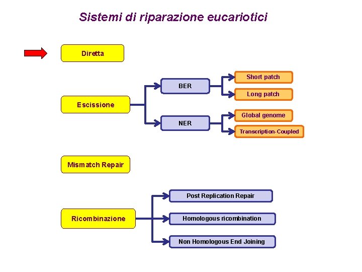 Sistemi di riparazione eucariotici Diretta Short patch BER Long patch Escissione Global genome NER