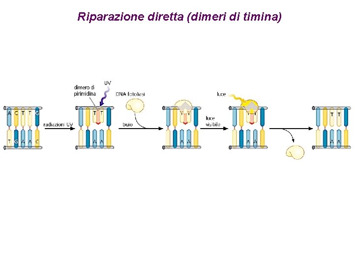 Riparazione diretta (dimeri di timina) 