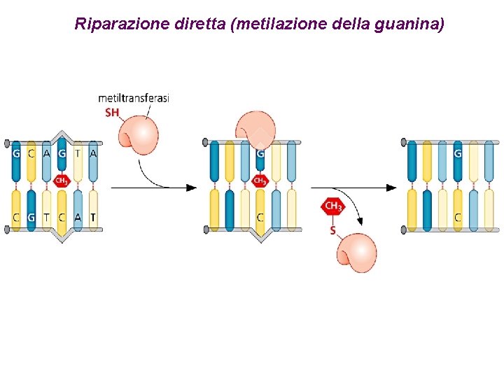 Riparazione diretta (metilazione della guanina) 