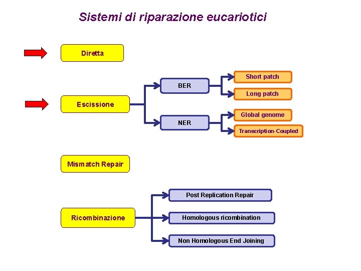 Sistemi di riparazione eucariotici Diretta Short patch BER Long patch Escissione Global genome NER