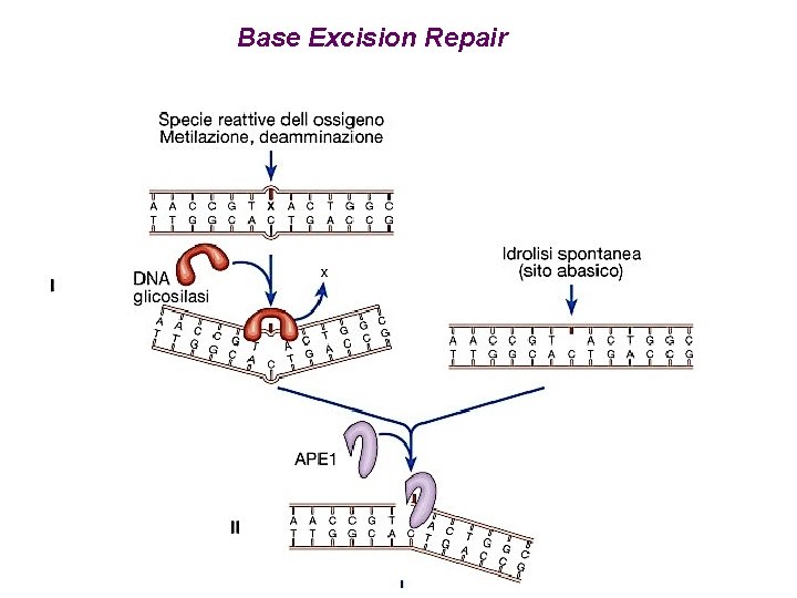 Base Excision Repair 